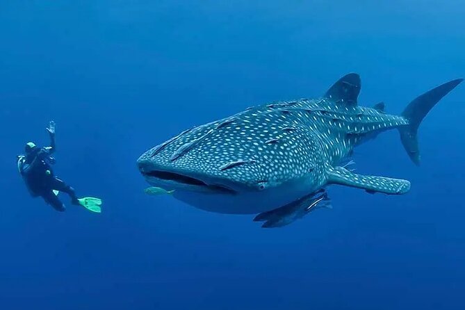 Whaleshark & Sumilon Is and Moalboal Marine Life Snorkeling Tour - Frequently Asked Questions