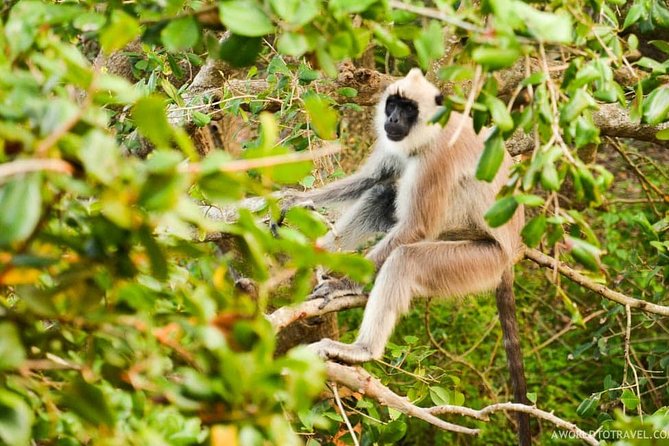 Wild-Life Tour Of Sri Lanka - 10 Days - Culinary Delights