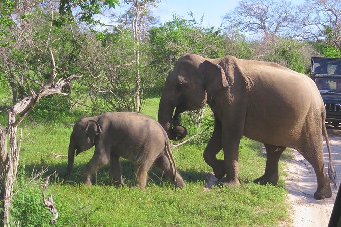 Yala National Park Safari From Ella - Exploring Yala