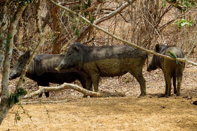 Yala National Park Safari From Udawalawe - How to Reserve Your Safari