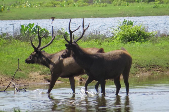 Yala National Park Safari From Unawatuna - Lowest Price Guarantee Details