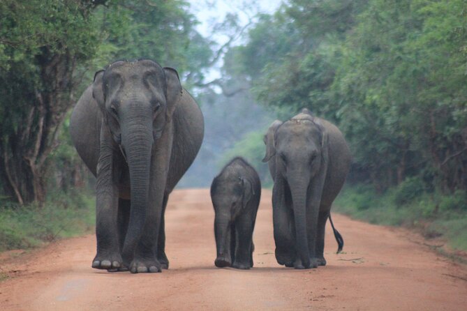 Yala National Park Safari With Transfer From Ella to Arugam Bay - Frequently Asked Questions