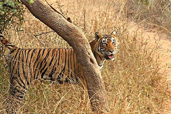 6 Nights & 7 Days Golden Triangle With Ranthambore National Park - Good To Know