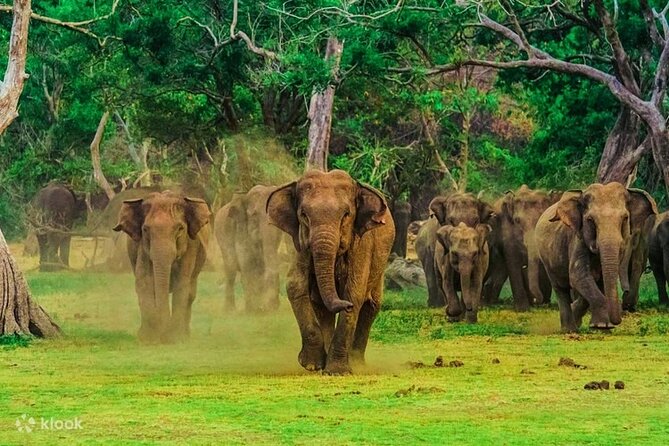 2 Day Tour to Galle & Udawalawe From Colombo - The Sum Up