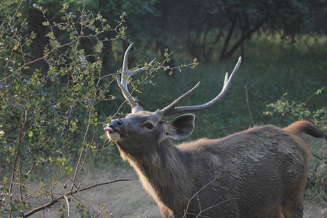 A Two Night Ranthambore National Park From Jaipur By Private Transfer - Frequently Asked Questions
