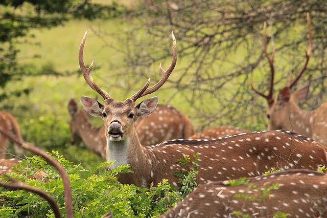 All Inclusive Yala National Park Full Day Safari - The Sum Up
