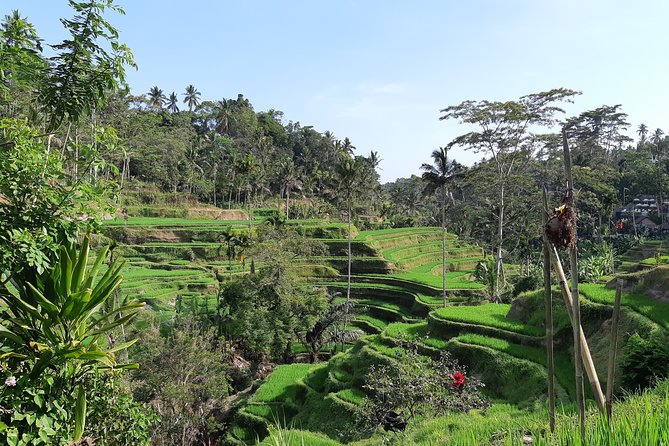Bali All Inclusive Tour, Ubud Rice Terrace, Temple and Volcano - Pickup Locations and Times