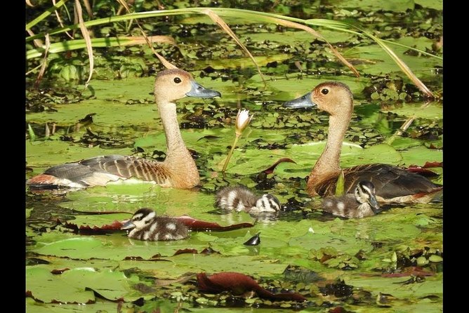 Birdwatching at Diyasaru Uyana From Mount Lavinia - Frequently Asked Questions