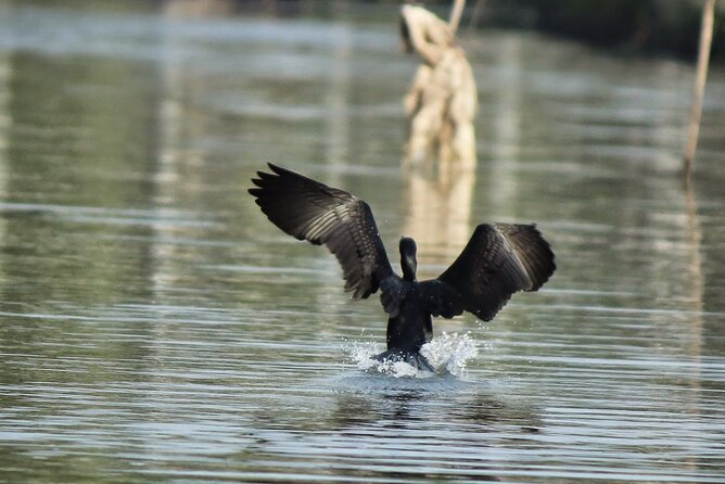 Birdwatching Boat Ride in Muthurajawela Marsh From Mount Lavinia - The Sum Up