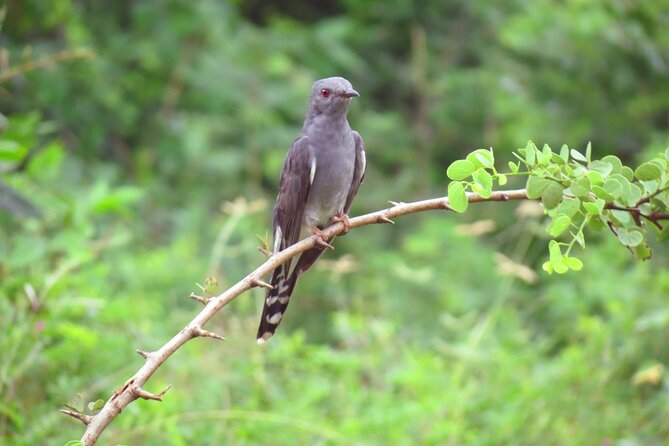 Birdwatching Safari in Udawalawe National Park From Mount Lavinia - Frequently Asked Questions
