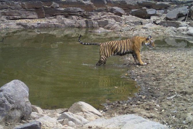 Book Sariska Tiger Reserve Tickets (Skip The Line) - Booking and Requirements