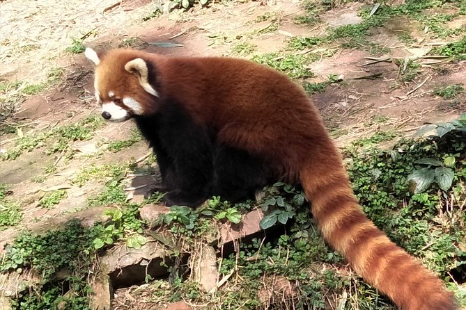Chengdu Giant Pandas and Shu Kingdom Culture - Additional Tips and Recommendations