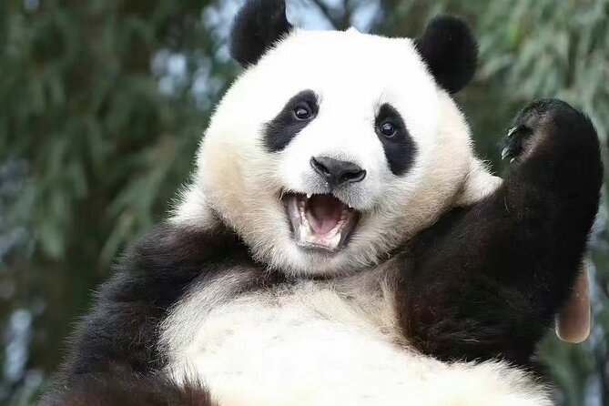 Chengdu Panda Base Visit Sichuan Cuisine Learning Experience - Reservation and Cancellation Policies