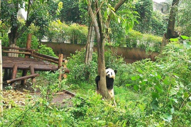 Chengdu Private Panda Trip With Afternoon Private Custom Tour - Booking and Payment