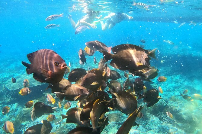 Daily West Nusa Penida Island and Snorkeling Tour With Lunch From Bali - Snorkeling Experience