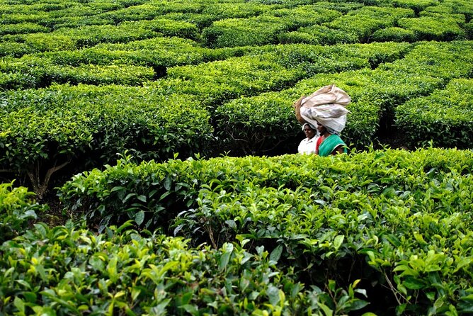 Enchanting Kerala: Tea Estate, Spice Plantation & Backwater Tour - Frequently Asked Questions
