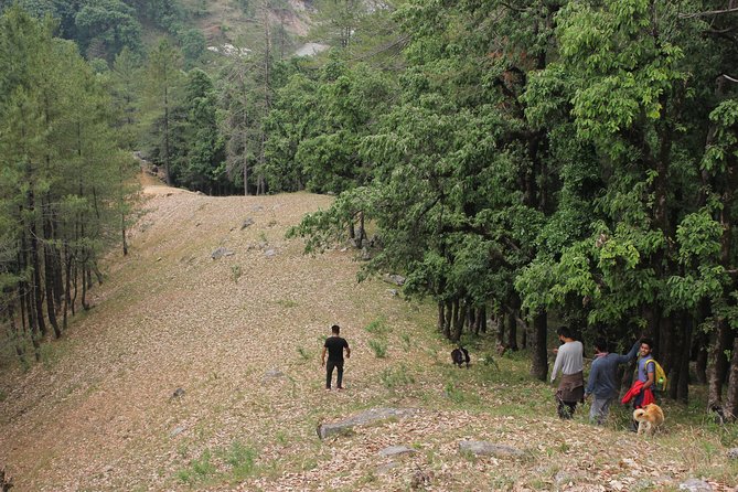 Experiential Treks & Nature-Walks Around Naintal - Travel Tips and Recommendations