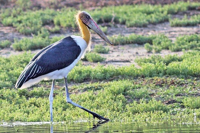 Full Day Game Drive at Bundala National Park With Picnic Lunch - The Sum Up