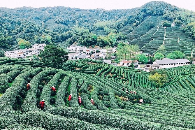 Half-Day Hangzhou Private Tour With Green Tea Village and Lingyin Temple - Booking Information