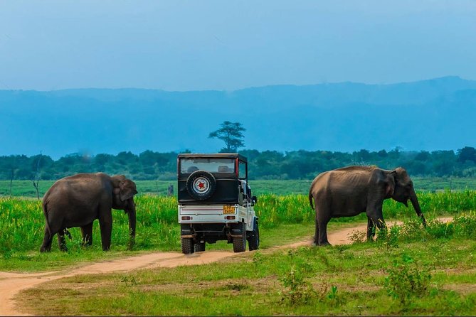 Half Day Udawalawe National Park Safari (Entrance + Lunch) - The Sum Up