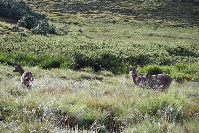 Horton Plains National Park Hike From Nuwara Eliya - Additional Information
