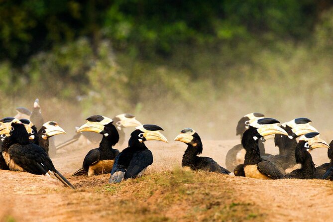 Hubli to Badami, Aihole, Pattadakal & Anshi National Park Tour - Accessibility and Group Size