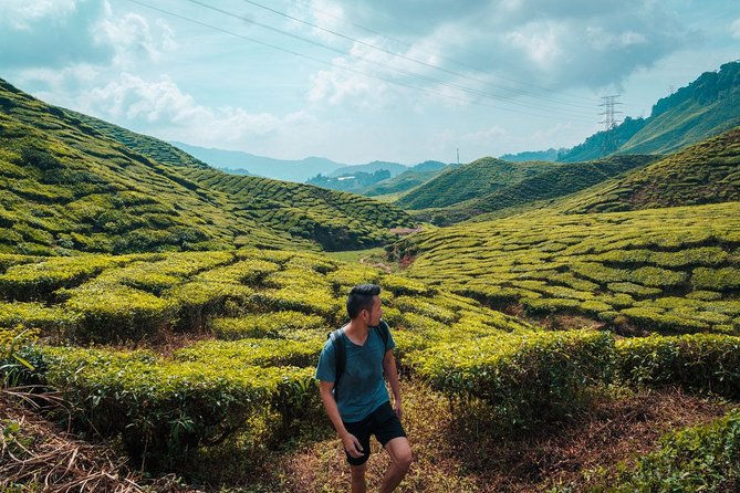 Join Transfer : Taman Negara National Park (Kuala Tahan) to Cameron Highlands - Vehicle and Driver Specifications