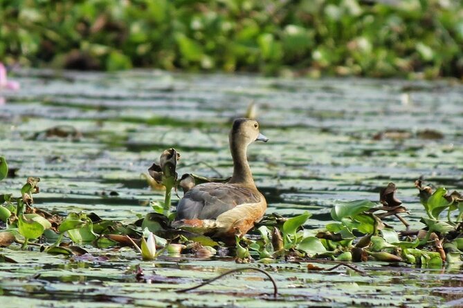 Kalametiya Bird Sanctuary Catamaran Bird Watching Tour - Directions and Accessibility