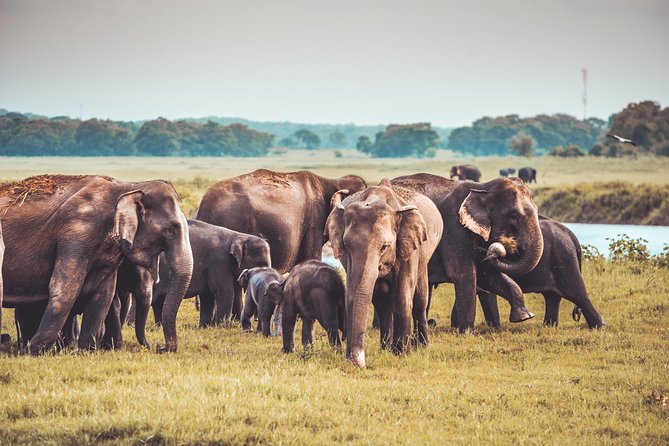 Kaudulla National Park Private Safari - Price and Cancellation Policy