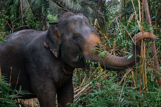 Khao Lak Elephant Sanctuary Full Day Small Group Tour - Transportation Details