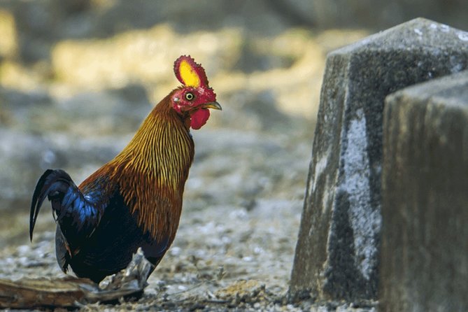 Kumana National Park Safari From Arugam Bay ( Jeep+ Tickets ) - Cancellation Policy
