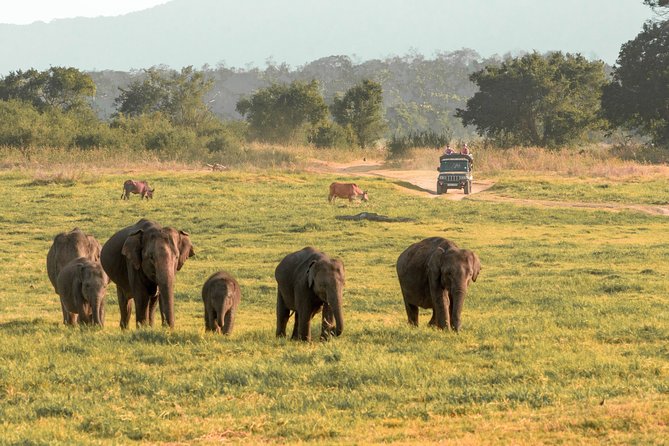Minneriya National Park Private Safari From Habarana - Inclusions