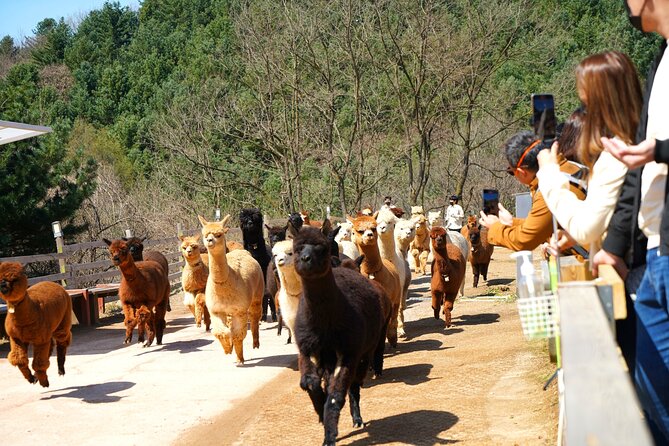 Nami Island, Alpaca World With Samaksan Lake Cable Car Day Tour - Additional Information