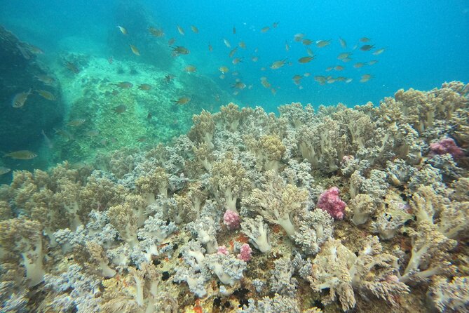 Nha Trang Day Tours Snorkeling And BBQ Onboard - Pickup Details