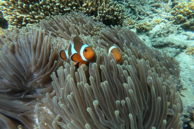 One Day Bali Blue Lagoon Snorkeling, Kanto Lampo, Suwat Waterfall - The Sum Up