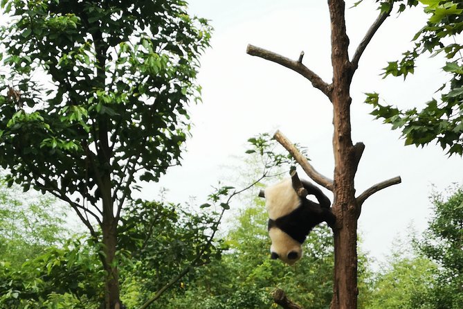 One Day Trip to Panda Base and Taoist Mt Qingcheng - Physical Fitness Requirements