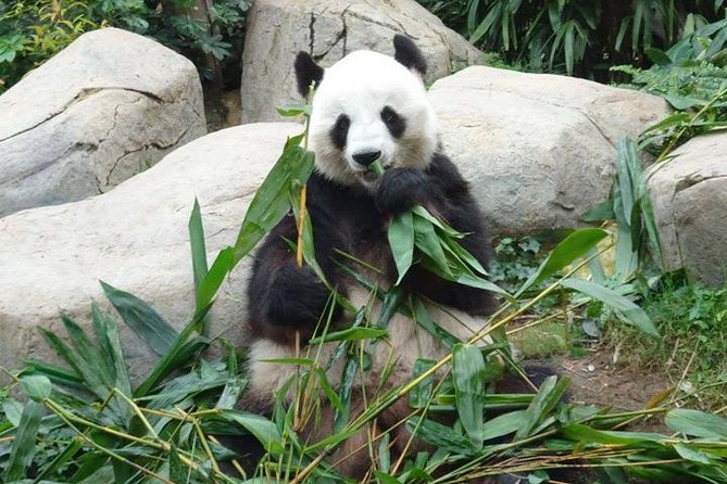Private Day Tour: Chengdu Panda Breeding Base and Sanxingdui Museum - The Sum Up