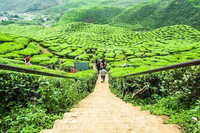 Private Full Day Cameron Highlands Nature Tour From Kuala Lumpur - Return Details