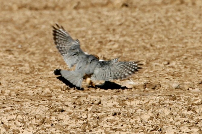 Same Day Trip To National Chambal Sanctuary From Agra With River Safari