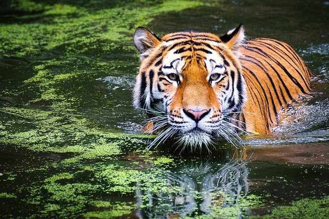 Sariska Tiger Reserve From Delhi - Booking Guidelines
