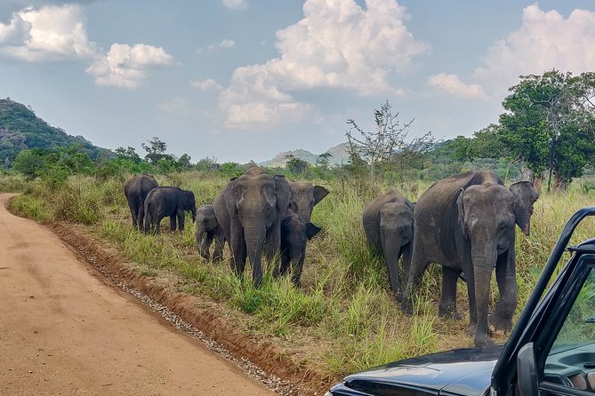 Sigiriya Rock and Wild Elephant Safari From Dambulla - Sigiriya Rock Exploration