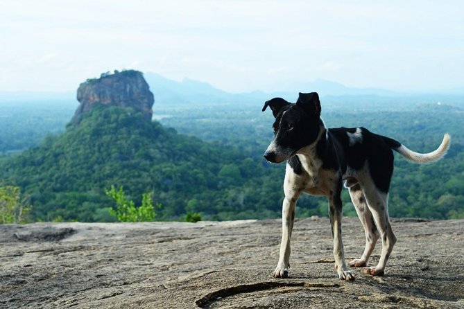 Sigiriya Rock Fortress and Dambulla All Inclusive Tour From Kandy - Price and Booking Details