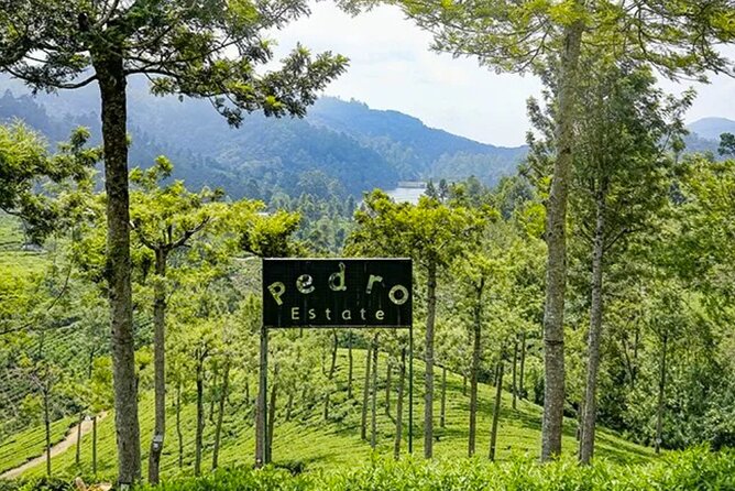 Tea Plucking and Tea Factory Tour From Kandy - Private Tour Experience