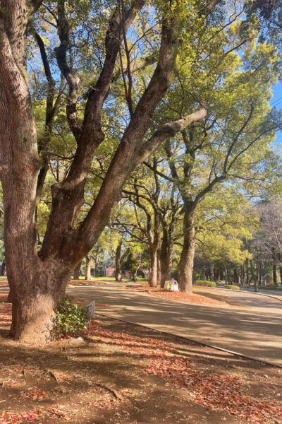 Tokyo: 1day Relaxing Guided Retreat for Solo-Trip Girls♡ - Accessibility Features