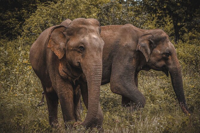 Udawalawe National Park Safari From Balapitiya - Booking and Confirmation