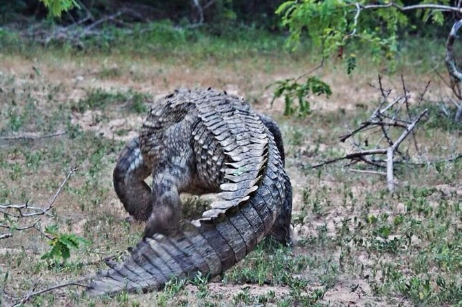 Wild-Life Tour Of Sri Lanka - 10 Days - Transportation Logistics