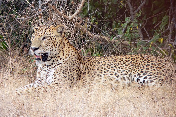 Yala National Park Safari From Udawalawe - The Sum Up