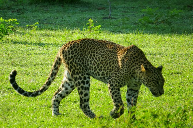 Yala National Park Safari From Unawatuna - Secure Your Spot: Reserve Now
