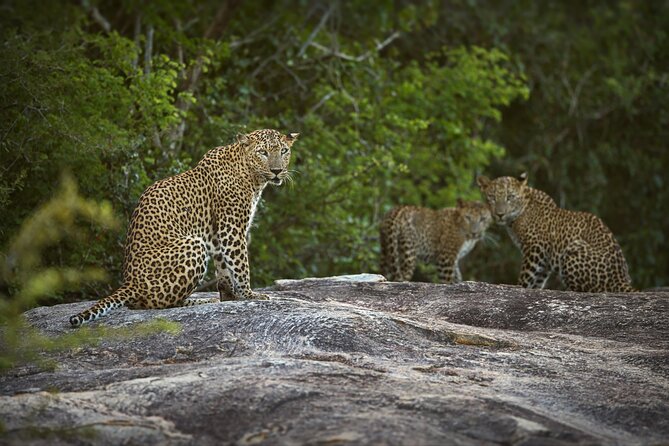 Yala National Park Safari With Transfer From Ella to Arugam Bay - The Sum Up