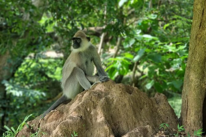 Yala Safari From Galle / Unawatuna / Waligama / Mirissa / Matara - Confirmation and Group Size